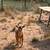 Nigerian dwarf wether and doeling 1 thumbnail