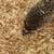 Hedgehog 2 thumbnail