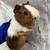 Guinea pigs available , have 2 males to choose or babies 1 thumbnail