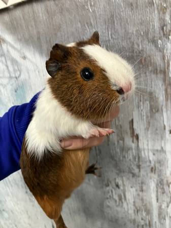 Guinea pigs available , have 2 males to choose or babies 1