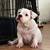American Bully for sale female $3500 13 thumbnail