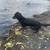 Miniature Dachshund 8 thumbnail