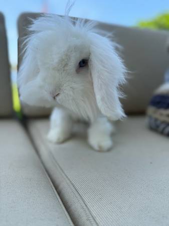 1 year old BEW Teddywidder (Delray Beach)63936141554434120