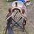 Saddle 2 thumbnail