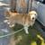 Loving, Dependable Pet Sitter 6 thumbnail