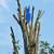 LA Green  House  tree service 2 thumbnail