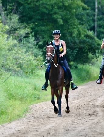 Horse Short term free lease to dressage rider 1