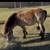 Reg AMHA  buckskin colt. Christmas pony! 3 thumbnail