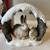 1st in series Snowshoe Rabbits in Winter Christmas holiday, nature art 1 thumbnail