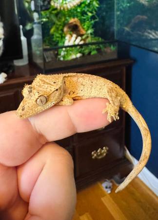 Gecko Crestado Mancha de Tinta (Bristol VA)63615021651971122