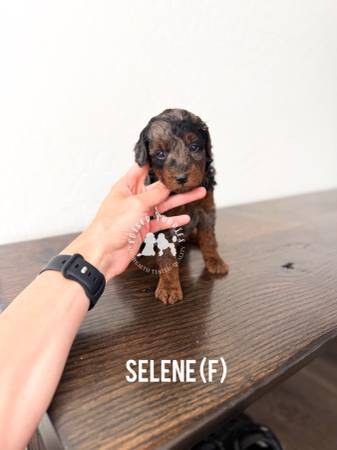 AKC Toy & Miniature Poodle Puppies63975637609986120