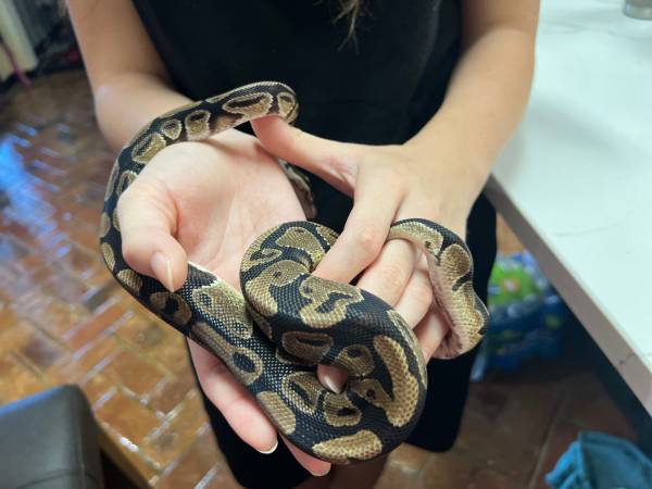 Python cage and contents63920390682755121