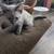 Siamese 5 thumbnail