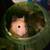 Hamster with cage 3 thumbnail