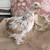 Chicks 4 thumbnail
