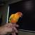 Hermoso bebé Sun Conures 5 thumbnail