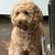 Goldendoodle Guardian home opportunity 4 thumbnail