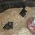 Cayuga  rouen duckling 3 thumbnail