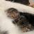 Kittehhhs 😽 3 thumbnail