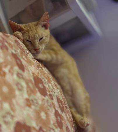 Macho de 16 semanas de edad de raza American Shorthair63853558902019124