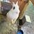 Rabbit Hutch 3 thumbnail