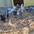 Started chickens 8 thumbnail