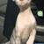 Sphynx Kittens 1 thumbnail