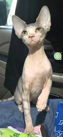 Sphynx Kittens 1