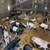Feeder Pigs 10 thumbnail