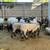 Suffolk Sheep 2 thumbnail