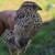 Adult quails 1 thumbnail