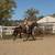 Gorgeous Black Quarter Horse for Sale 11 thumbnail