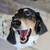 Dog sitter needed 4 thumbnail