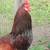 Rooster needs new Flock 1 thumbnail