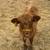Mini Cow Calves Highland and Highpark 3 thumbnail