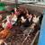 Chickens,TURKEYS,pigeons,Guineas and more 3 thumbnail