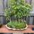 Trident Maple Bonsai Forest 1 thumbnail
