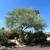 Tree Service / yard maintenance / tree and shrub planting / feeding 9 thumbnail