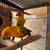 Son conure 2 thumbnail