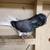 Old Dutch Capuchine Blue Bar Show Pigeon 6 thumbnail