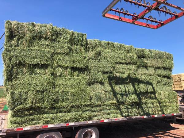 2026 ALFALFA 1
