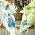 hogromo parakeets 10 thumbnail