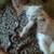 polydactyl 1 thumbnail