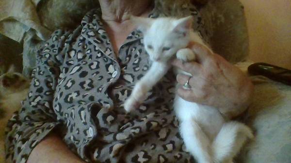 polydactyl 1