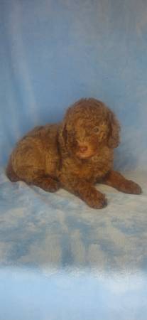 Mini Golden Doodles (Clinton)525527068014039046