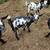 Nigerian Dwarf goats 7 thumbnail