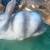 Harlequin rabbit 7 thumbnail