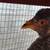2 pullets 1 thumbnail