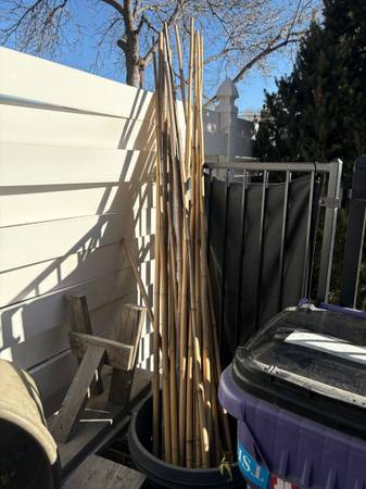 Bamboo - various lengths 1