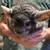 Male Chinchillas 1 thumbnail